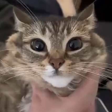 Profile Picture of a Cat
